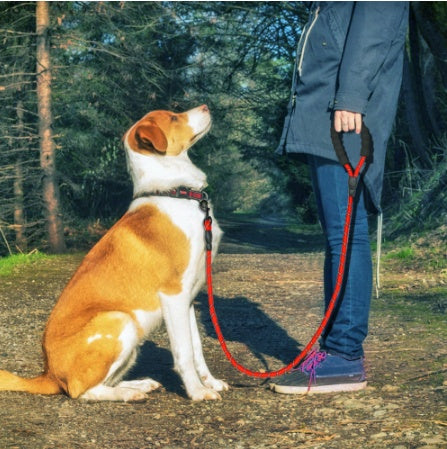 Reflective Dog Leash | Durable Nylon Training Leash for Small, Medium & Large Dogs
